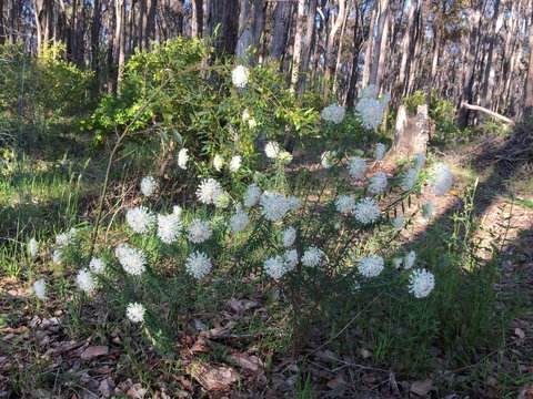Simala Retreat - New Castle Holiday 2