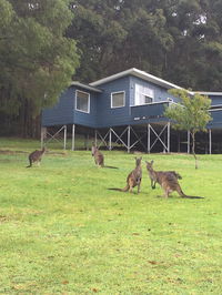 Book Denmark Accommodation Vacations New Castle Holiday New Castle Holiday