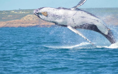 Unit 42 Kalbarri Beach Resort - New Castle Holiday 21