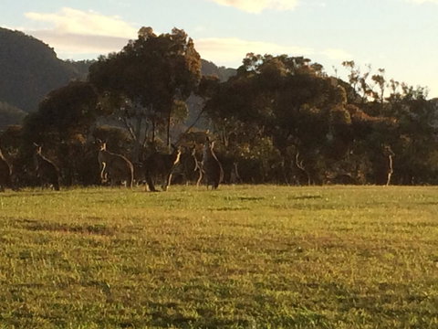 Grapevines Boutique Accommodation - New Castle Holiday 26