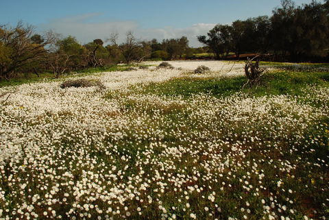 Kalbarri Seafront Villas - New Castle Holiday 35
