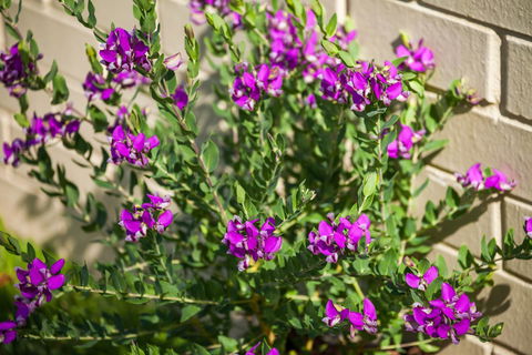 Kempsey Rose Motor Inn - New Castle Holiday 38