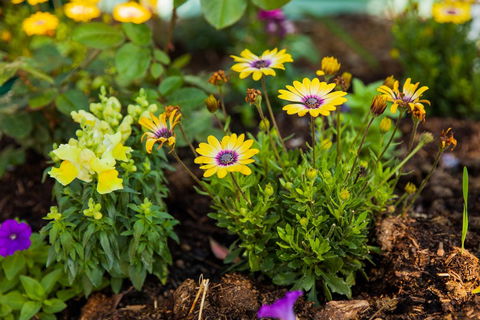 Kempsey Rose Motor Inn - New Castle Holiday 39