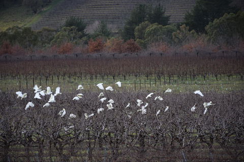 Borrodell Vineyard - New Castle Holiday 32