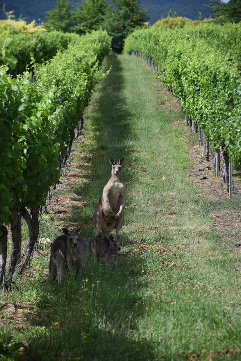 Borrodell Vineyard - New Castle Holiday 31