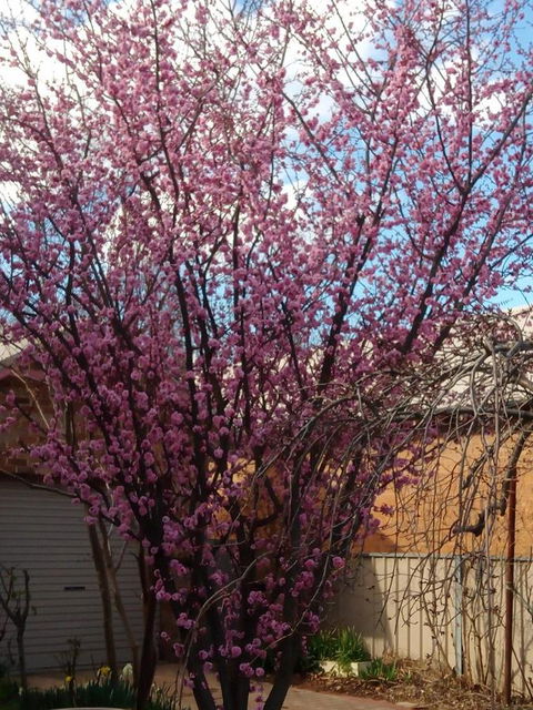 Boot Makers Cottage - New Castle Holiday 18