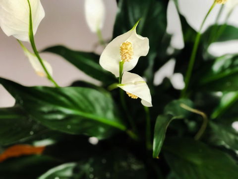 Woollahra Gem, Spectacular Views And Garden Paradise - New Castle Holiday 12