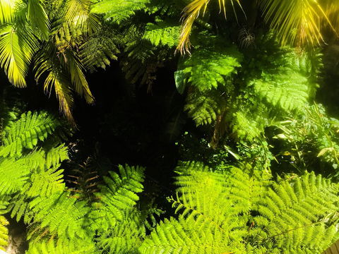 Woollahra Gem, Spectacular Views And Garden Paradise - New Castle Holiday 32