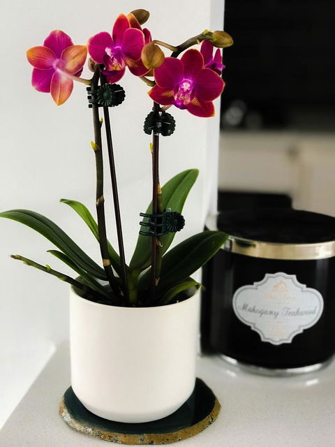 Woollahra Gem, Spectacular Views And Garden Paradise - New Castle Holiday 17