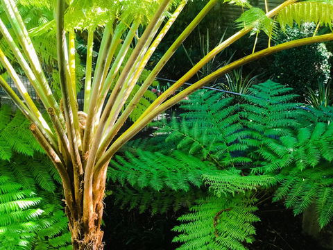 Woollahra Gem, Spectacular Views And Garden Paradise - New Castle Holiday 35