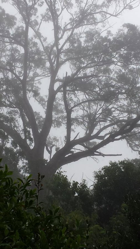 Lark Cottage - New Castle Holiday 20