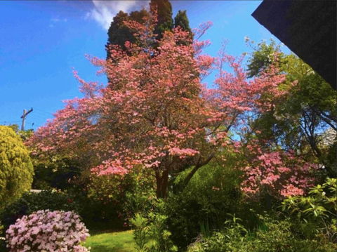 Dangal Gardens - New Castle Holiday 27