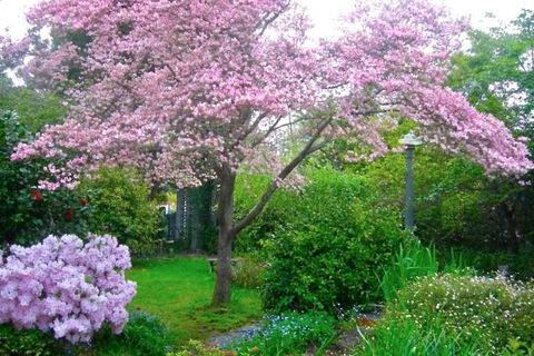 Dangal Gardens - New Castle Holiday 3