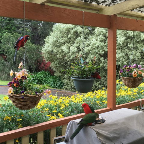 The Best Exotic Magnolia Cottage - New Castle Holiday 33