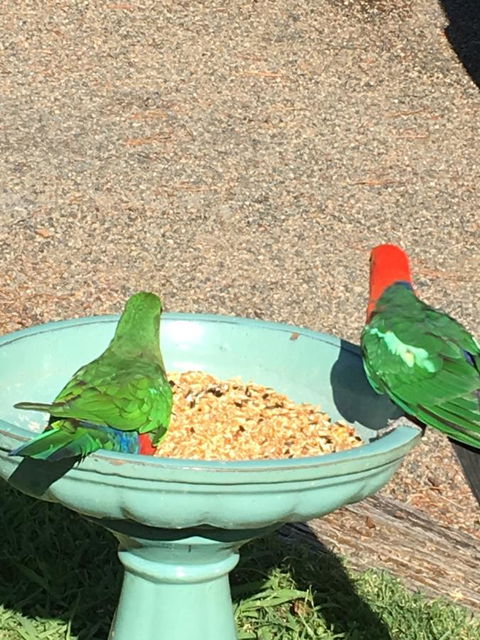 The Best Exotic Magnolia Cottage - New Castle Holiday 12