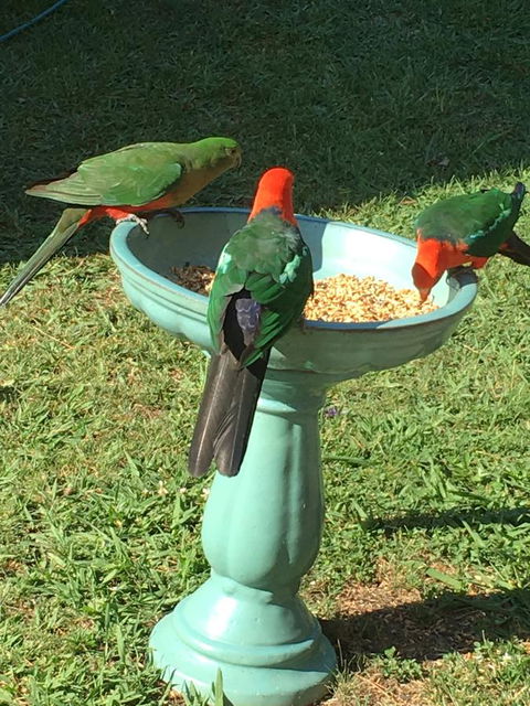 The Best Exotic Magnolia Cottage - New Castle Holiday 10