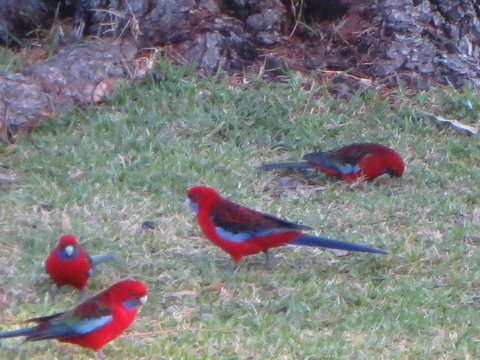 By The Beach B&B Self Contained Apartments - New Castle Holiday 22