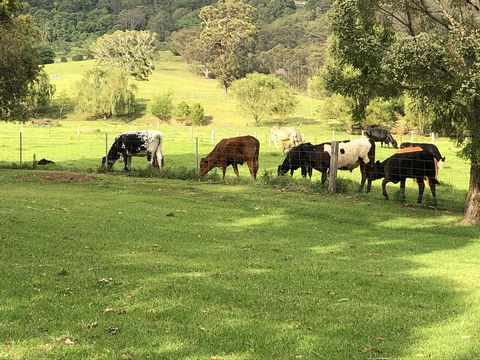 Arcadia - The Barn Cottage & Rosehill Cottage - New Castle Holiday 26