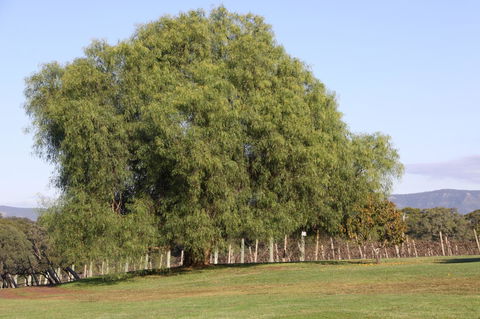 Adina Vineyard - New Castle Holiday 17