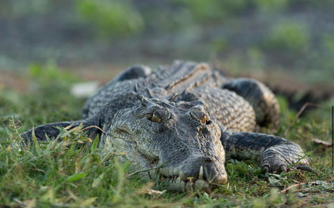 Wildman Wilderness Lodge - New Castle Holiday 24