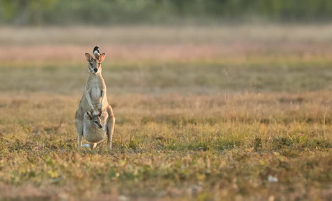 Wildman Wilderness Lodge - New Castle Holiday 25
