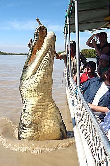 Kakadu @ The Kube (Darwin City) - New Castle Holiday 3