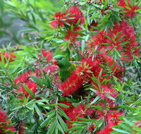 Bottlebrush B  B - New Castle Holiday