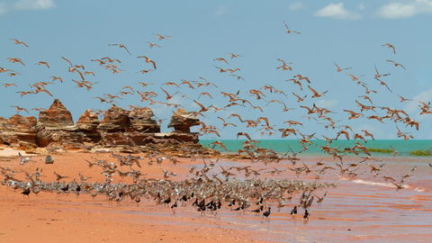 Broome Bird Observatory - New Castle Holiday 1