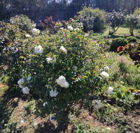 Carisbrook Country Retreat Motel - New Castle Holiday