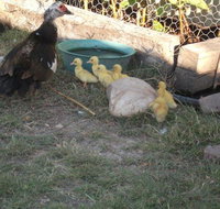 Corella Creek Country Farm Stay - New Castle Holiday