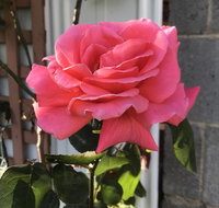 Cozy Luxury Suit With Separate Entrance - New Castle Holiday