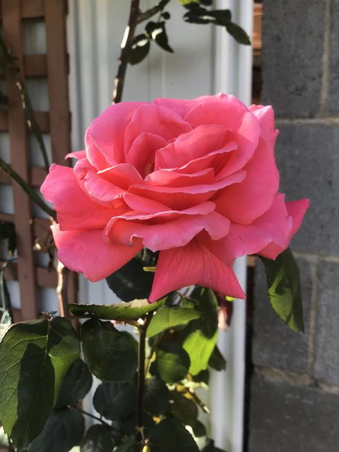 Cozy Luxury Suit With Separate Entrance - New Castle Holiday 0