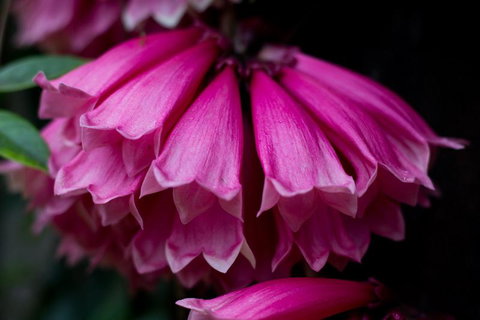 Daintree Village Hideaway - New Castle Holiday 3