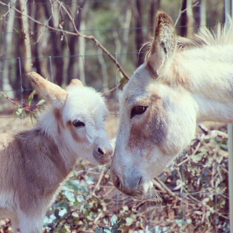 Donkey Tales Farm Cottages - New Castle Holiday 3