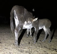 Donkey Tales Farm Cottages - New Castle Holiday