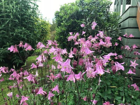 Forrest Willy Wagtail Studio - New Castle Holiday 2