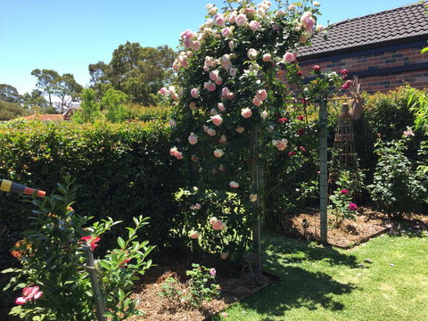 Garden Apartment - New Castle Holiday 3