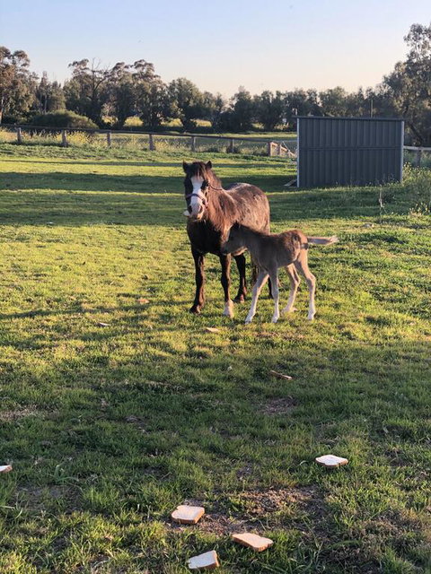 Gibbagunyah Manor - New Castle Holiday 1
