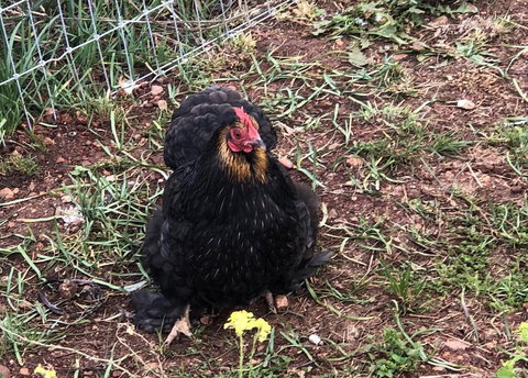 Gibbagunyah Manor - New Castle Holiday 2