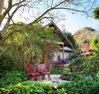 Hills End Camellia - New Castle Holiday