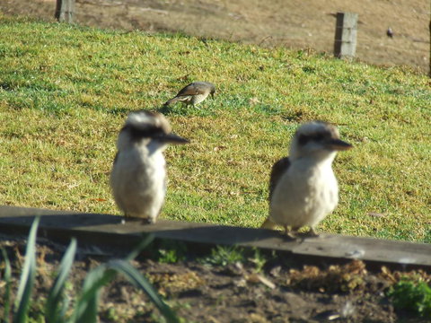 Kiah Country Gardens B&B - New Castle Holiday 3