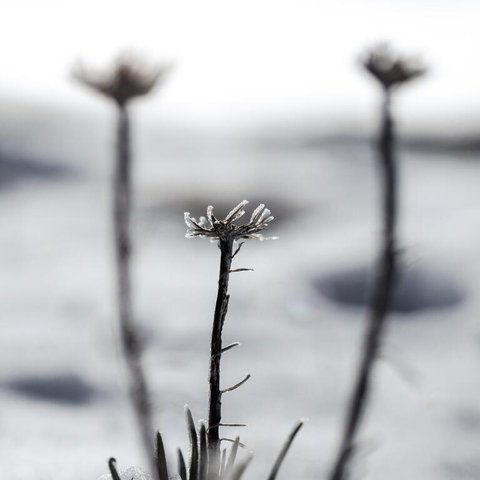Nanook Thredbo - New Castle Holiday 3