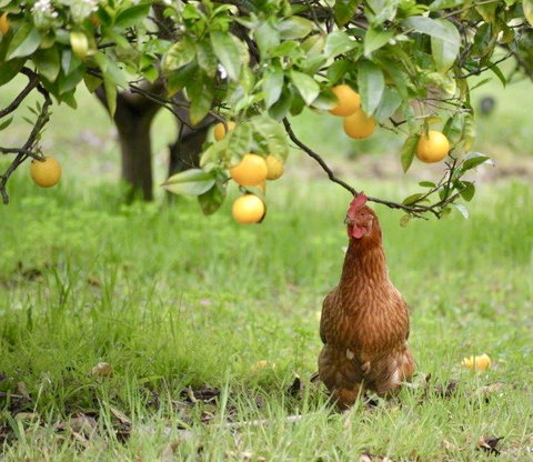 Naturescape - New Castle Holiday 3