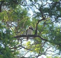 Jacaranda Hideaway Bed  Breakfast - New Castle Holiday