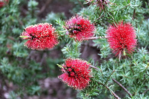 Treenbrook Cottages - New Castle Holiday 4