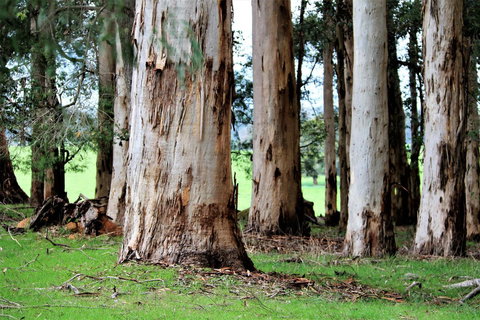 Treenbrook Cottages - New Castle Holiday 9