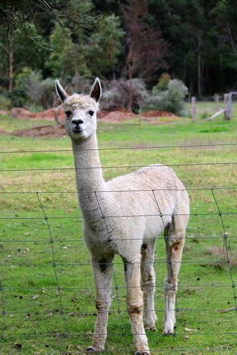 Treenbrook Cottages - New Castle Holiday 8