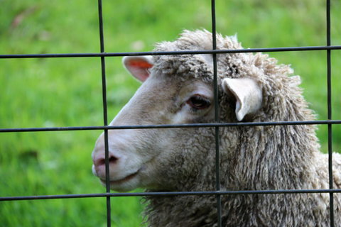 Treenbrook Cottages - New Castle Holiday 10