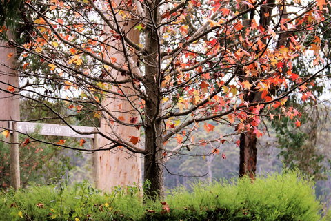 Treenbrook Cottages - New Castle Holiday 6