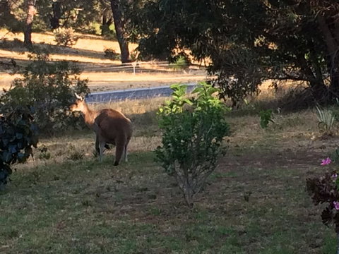 Seatrees Accommodation - New Castle Holiday 38